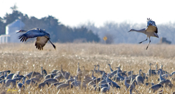 Sandhill Cranes 1764